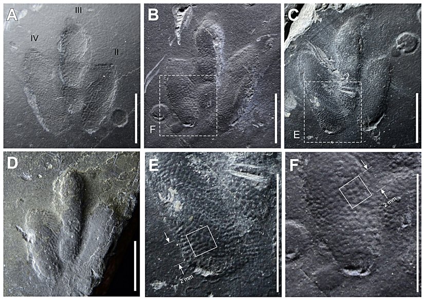 Bulunan iknofosilin yakından görünümü.