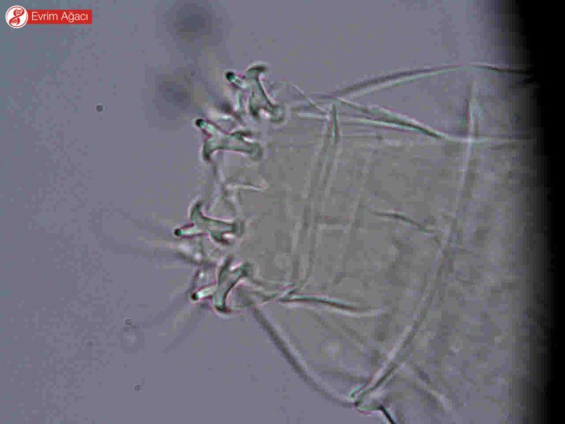 Milnesium sp. çifte pençe yapısı.