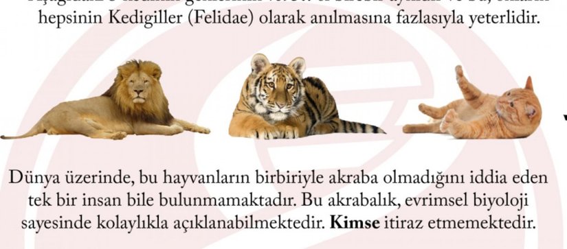 Kedigiller, İnsan ve Şempanze