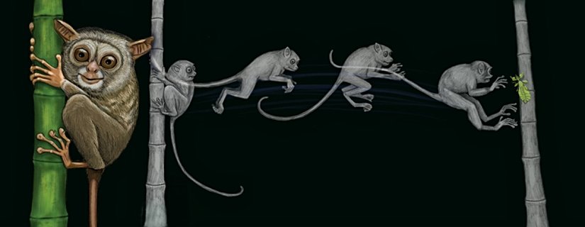 Dikey tırmanma ve sıçrama hareketi.