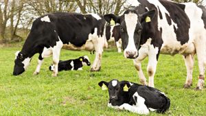 Dairy Calves Thrive With Brushes, Showing Increased Activity And Playfulness