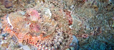 Kayabalığı ve Kamuflajı