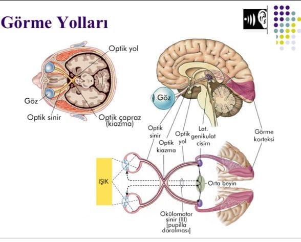 Optik yol