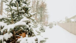 Snow Squalls Trigger School Closures Across Northeast