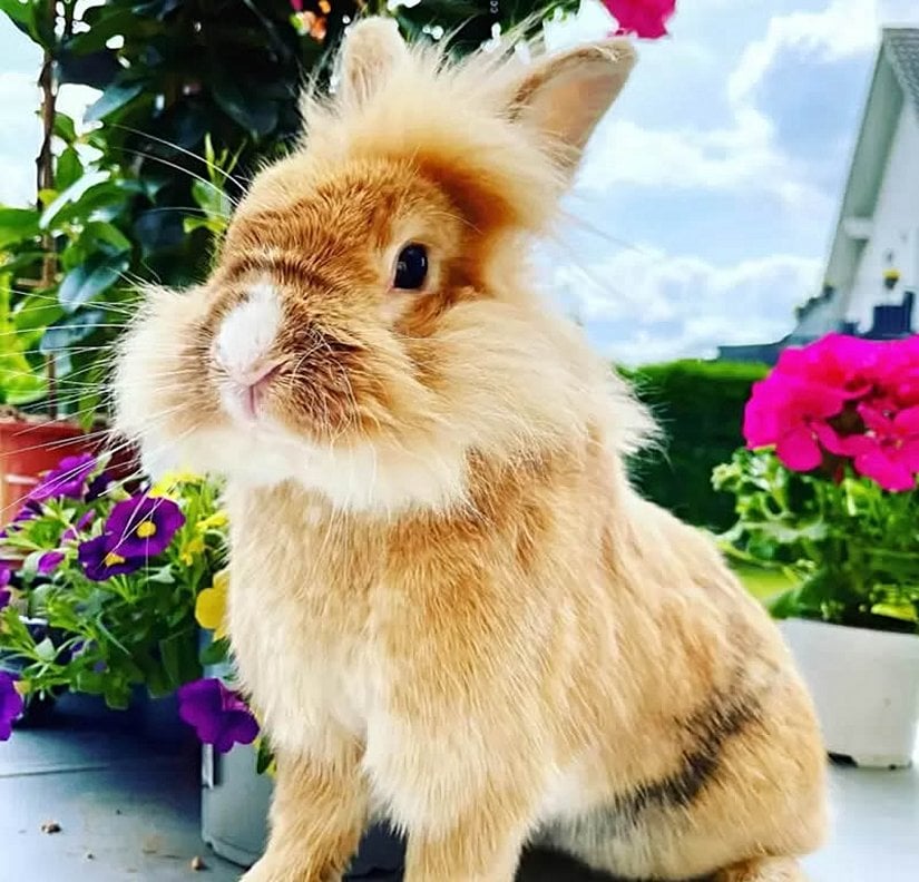 ASLAN YELELİ TAVŞAN