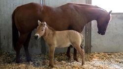 Przewalski Atı (Takhi) Nedir? Günümüzde Var Olan ve Soyu Tükenme Tehdidi Altında Olan Son Antik Atlar, Klonlama Projesi ile Kurtarabilir miyiz?