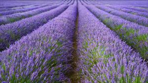 Lavender Extract Offers Natural Solution For Corrosion Protection