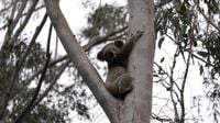DEECA begins aerial culling of koalas - ABC listen