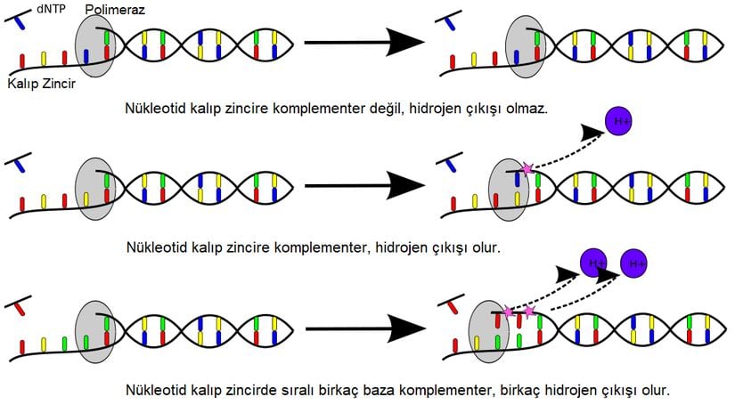 Sekanslama yapılırken her döngüde yalnızca tek bir nükleotit kullanılır. Ortama nükleotit eklendikten sonra eğer detektörler sinyal verirse, bu zincire eklenmesi gereken nükleotitin ortama eklenmiş olan olduğunu gösterir; sinyal olmazsa ortamdaki nükleotit sıradaki komplementer nükleotit değildir ve ortam yıkanarak yeni nükleotit türü eklenir.Eğer bir homopolimer dizisi mevcutsa, art arda birçok hidrojen iyonu çıkacağı için detektör büyük bir elektrik sinyali verir. Bu elektrik sinyalinden kaç tane aynı nükleotitin yan yana olduğu belirlenemez.