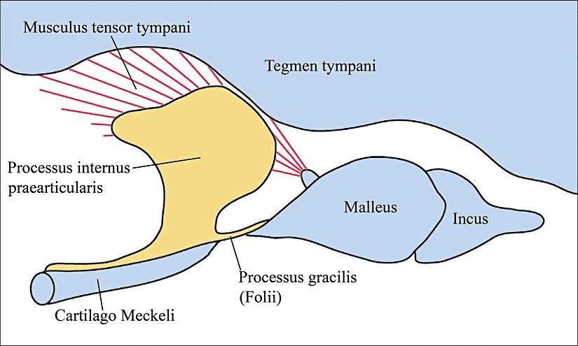 Tensor tympani'ye biraz daha yakından ve şematik bir bakış