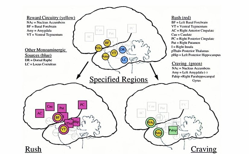 Şekil 2 . Öfori ile İlişkili Olan Limbik ve Paralimbik Beyin Bölgelerinin Özet Şeması