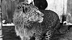 "Leopan" Nedir: Leopar ve Aslan Melezi, Tür Tanımlarımızın Sınırlarını Zorluyor!