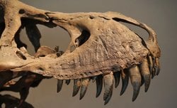 Dinozorlar Olmasaydı Daha Uzun mu Yaşardık? "Uzun Ömür Darboğazı" Hipotezi.