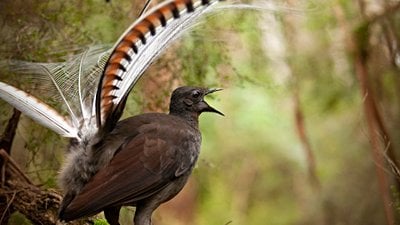 Lir Kuşları Kendi Avlarını Yetiştirdikleri 
