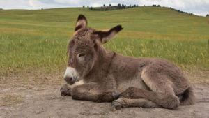 Donkey Follicular Fluid: Key To Enhancing Sperm Function