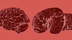 Balina ve Yunusların Büyük Beyinleri, İnsanlarınkine Benzer Şekilde Evrimleşti!