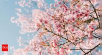 ​When is the first day of spring 2025? Know more about the vernal equinox | - The Times of India