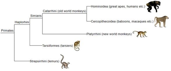 Primatların soy ağacı.