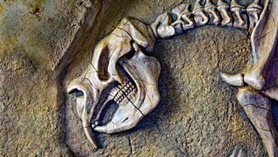 Dev Keseli Hayvanların Kemiklerinden İlk Kez Protein Çıkarıldı!