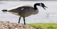 Dead geese found at ConAgra Lake near downtown Omaha test positive for bird flu