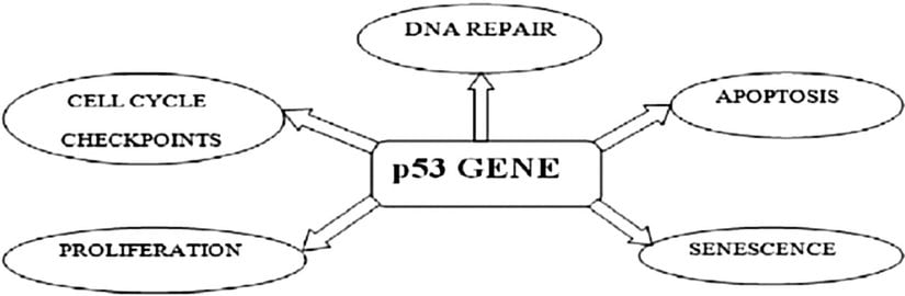 P53 geninin aracılık ettiği fonksiyonlar. Hücre döngüsü durmasına, hücresel yaşlanmaya, DNA onarımına, farklılaşmasına ve hücre ölümüne (apoptoz) yol açan çok çeşitli hücre sinyalleme mekanizmalarında önemli bir rol oynadığı görülmüştür.
