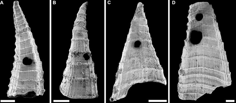 Lapworthella fasciculata kabuklarının örnekleri (taramalı elektron mikroskobu altında), delici bir avcı tarafından açılmış delikleri göstermektedir.