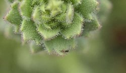 Darwin'in 150 Yıllık Kehaneti Doğrulandı: Alp Çiçeği Saxifraga Etçil Bir Bitki Olarak Tescillendi.