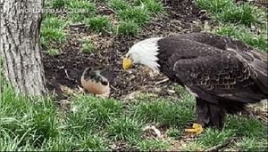 World Bird Sanctuary Mourns The Loss Of Beloved Eagle Murphy