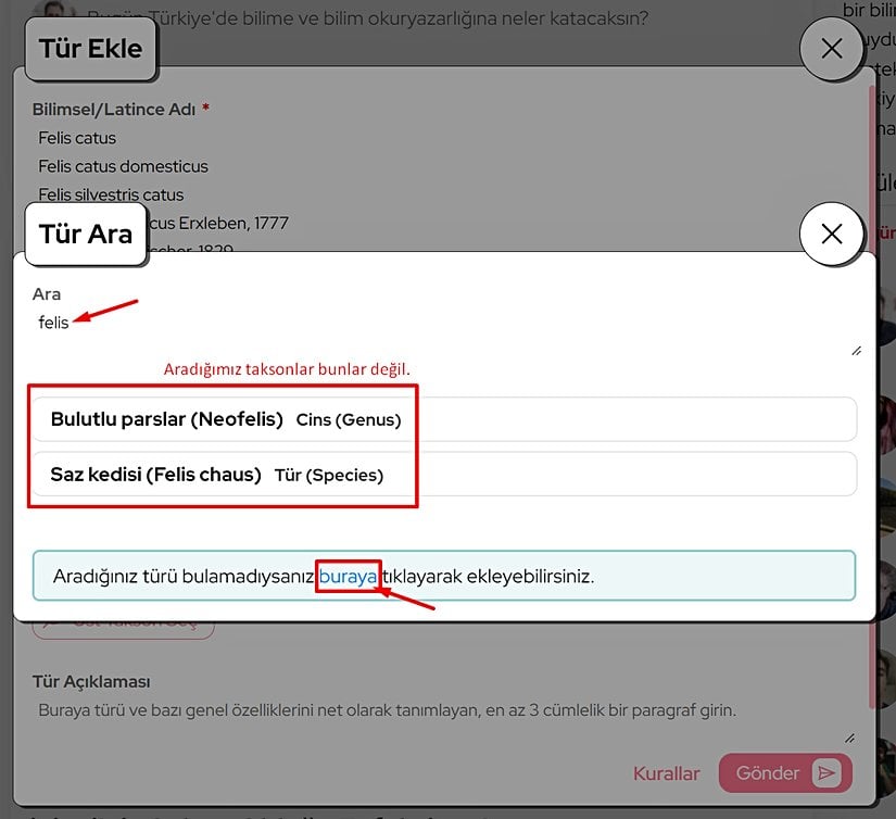 Eğer aradığınız takson henüz girilmediyse, alttaki "buraya" yazan linke tıklayarak bir üst takson katmanını açabilirsiniz.