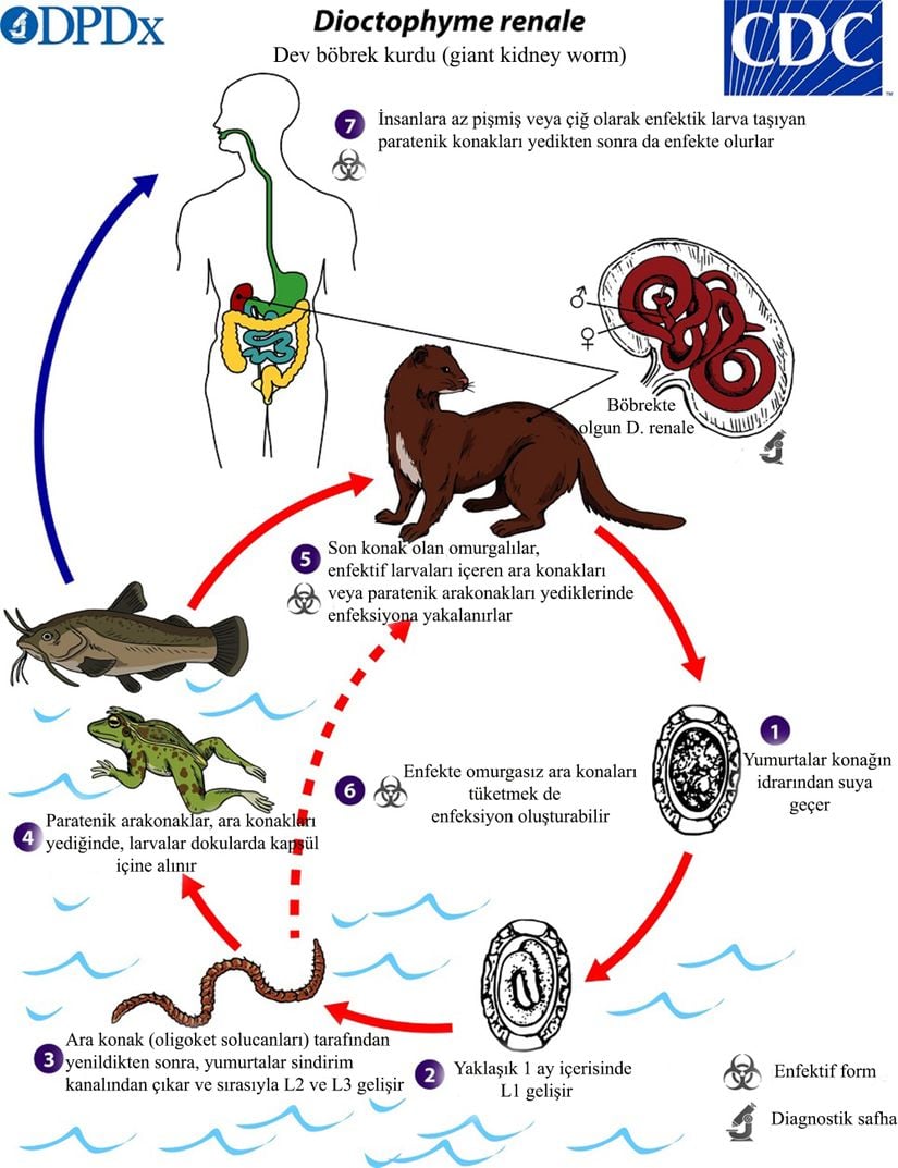 Dev böbrek kurdu (Dioctophyma renale) biyolojisi. Kısaltmalar: L1: birinci dönem larva, L2: ikinci dönem larva, L3: üçüncü dönem larva. Ara konak: Parazitin ergin dönemi dışında bulunan gelişme dönemlerinden en az birisini taşıyan canlıdır. Paratenik arakonak: parazitin gelişme dönemini taşıyan ancak biyolojisinin tamamlanması için gerekli olmayan canlıdır.