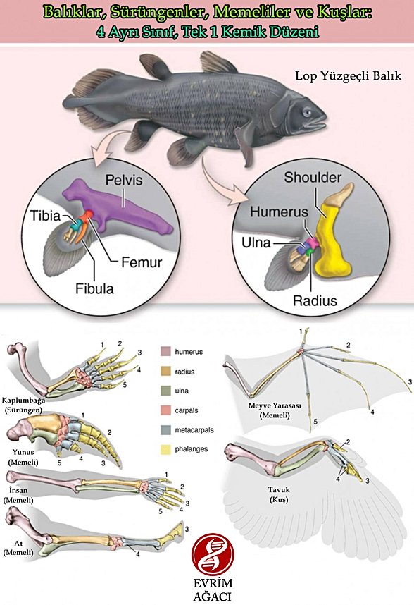 Kollarda Bulunan Ortak Kemik Yapıları