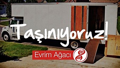 Gama-Delta Geçişi: Evrim Ağacı, Yeni Sitesine Taşınıyor!