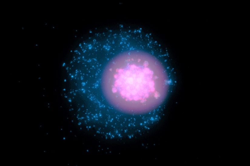 Medusavirüs ile enfekte olmuş bir amipin miroskop altındaki görüntüsü. Viral DNA (pembe), çekirdek içinde kümelenmiş ve amip DNA'sından (mavi) ayrı halde duruyor.