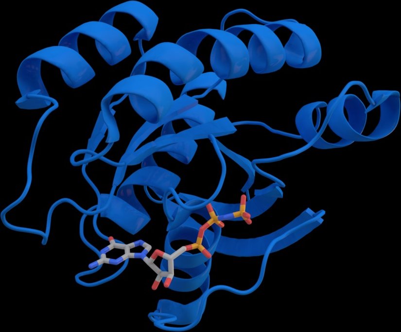 KRAS kristal yapısının çizim görünümü. Çubuk şeklinde görülen GTP analogudur.