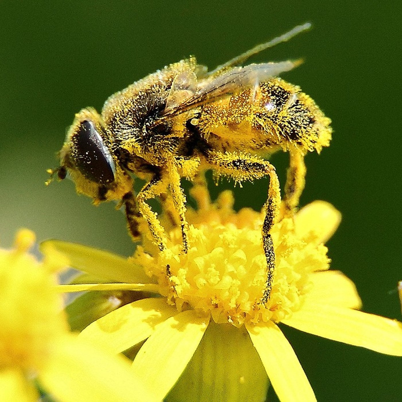Evrim Ağacı ile Bilime Dair Her Şey!