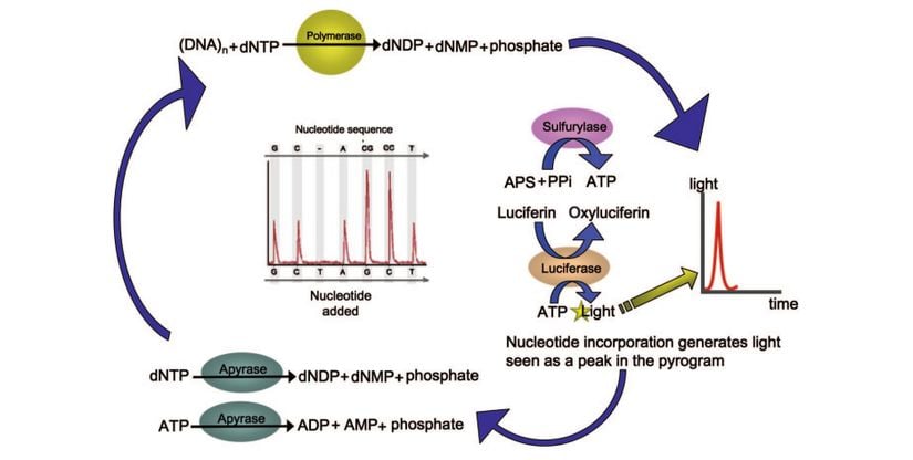 Nükleotitler öncelikle yeni sentezlenen kalıba polimeraz reaksiyonu ile katılır, bu reaksiyon sonucu açığa pirofosfat çıkar. Bu pirofosfat, ATP Sülfirilaz ile ATP'ye dönüştürülür. Bu ATP de Lusiferaz'ın tepkimesinde kullanılır, bu tepkime sonucunda açığa ışık çıkar. Sonrasında kalan ATP ve diğer deoksinükleotitler apiraz tarafından degrede edilerek sentezden bağımsız ışık ortaya çıkması engellenir. (Eğer Apiraz kullanılmasaydı reaksiyon ortamının her ışık sinyalinden sonra yıkanması gerekirdi.)