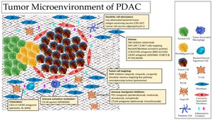 New Insights Into Tumor Microenvironment Changes In PDAC Revealed