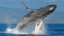 Balinaların Dişleri Nasıl Evrimleşti?