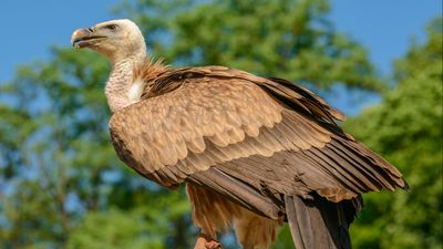 Kızıl akbaba (Gyps fulvus)