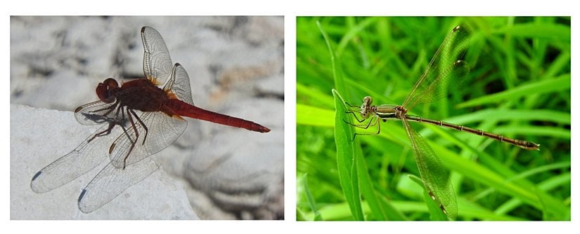 Yusufçuk ve kızböceklerinin vücut yapısı bakımından karşılaştırılması