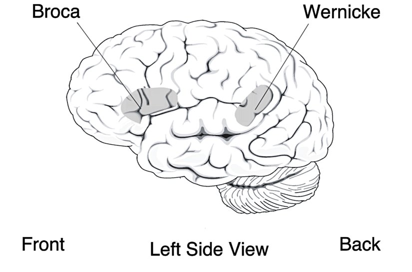 Broca ve Wernicke bölgeleri.