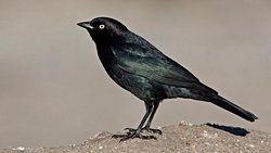 Evrimi Ömrümüz Boyunca Gözleyebiliyoruz; Çünkü Evrim Sanılandan Daha Hızlı Gerçekleşiyor!