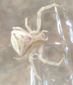 Bu örümceğin türü ve nadirliği nedir?