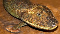 Tiktaalik Gerçek Bir Ara Tür Değil mi? Tür, Gerçekte Bir Çin Timsahı (Alligator sinensis) Olabilir mi?