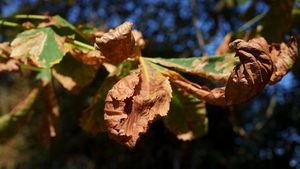 Climate Change Threatens Vibrant Fall Foliage Worldwide