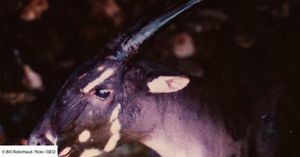 Scientists Decipher Genome Of Elusive Asian Unicorn