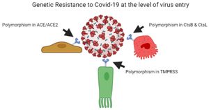 Genetic Factors Linked To Severe COVID-19 Outcomes Explored