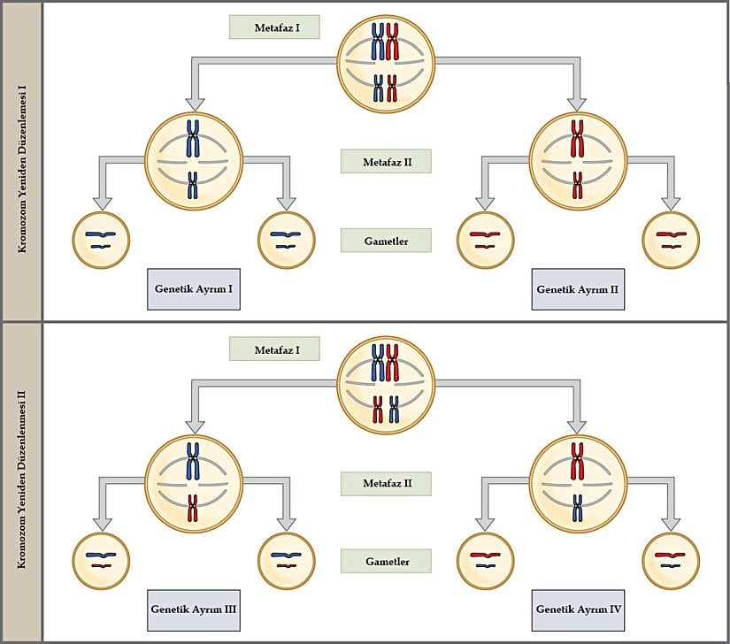 Mayozun ilk aşamasında yavru çekirdeklerde gerçekleşen rastgele ayrılma çeşitli genetik ayrımları mümkün kılar.