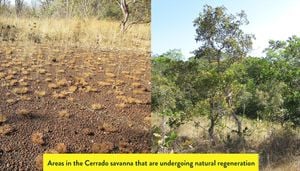 Restoration Techniques Boost Vegetation Diversity On Desert Dunes