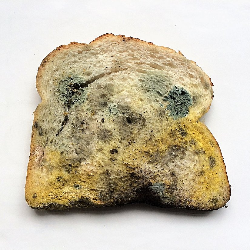Slice of Bread with Different Species of Mold Growing